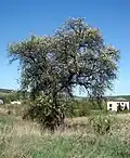 Hrušeň pod Oborou