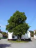 Hrušeň v Předklášteří