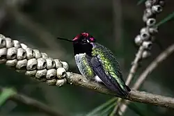 Iridescentní peří kolibříka