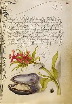 Mira Calligraphiae