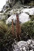 Phlegmariurus crassus
