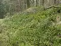 Porost vrance jedlového v Německu