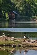 Husa divoká na jednom z ostrůvků