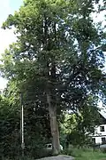 Alej Hvězda