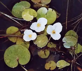 Voďanka žabí (Hydrocharis morsus-ranae)