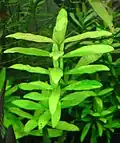 Mokřanka mnohoplodá (Hygrophila polysperma)