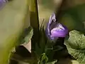 Květ Hygrophila ringens