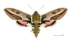 lišaj pryšcový