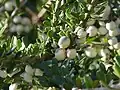 Mnohočerák Melicytus crassifolius s plody