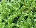 Rokyt cypřišovitý (Hypnum cupressiforme)