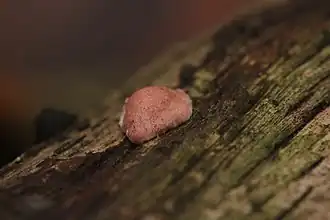 Hypocrea rufa