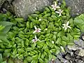 Andský druh Lobelia oligophylla