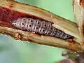 Larva můry Hypsipyla grandella
