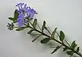 Hyptis fruticosa