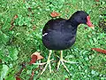 Slípka zelenonohá (Gallinula chloropus)[1]