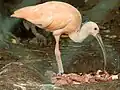 Ibis rudý