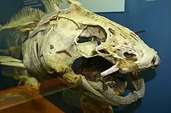 Lebka sumečka velkého (Ictalurus furcatus) s jasně patrnou štíhlou maxilou odbočující z horní části úst, za živa podpírající silný maxilární vous