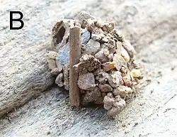 Hnízdo (iglú) druhu Zodarion styliferum