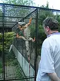 Porovnání velikosti leguána zeleného s člověkem