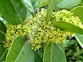 Bohatě kvetoucí cesmína Ilex latifolia