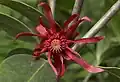 Květ badyáníku Illicium floridanum