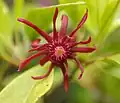 Květ Illicium floridanum