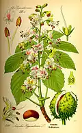 Souhrnná botanická ilustrace