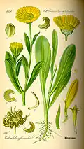 Měsíček lékařský z Flora von Deutschland, Österreich und der Schweiz, Thomé 1885
