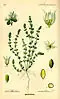 Illecebrum verticillatum