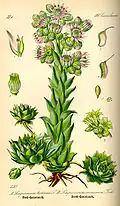 Netřesk střešní (Sempervivum tectorum)