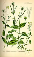 Botanická ilustrace