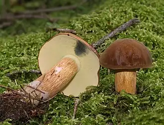 alternativní popis obrázku chybí