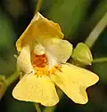 Detail květu netýkavky malokvěté (I. parviflora)