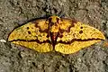 Martináč Eacles imperialis