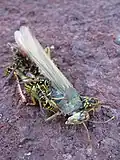 Vespula pennsylvanica porcují kobylku