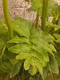 List Incarvillea delavayi