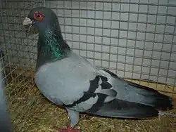 Německý indián v barvě modré pruhové