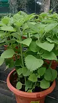 Plectranthus amboinicus