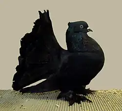 Celočerně zbarvený indický pávík