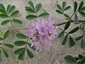 Indigovník Indigofera microcarpa