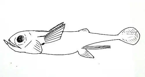Sibyrhynchus (Iniopterygiiformes)