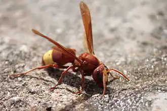 Sršeň východní (Vespa orientalis)