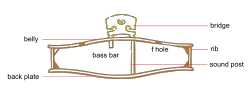 Příčný řez houslemi (Rib = lub)