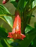 Květ I. fuchsioides