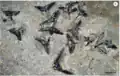 Prvohorní konodonti