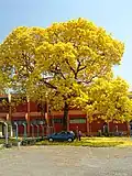 Kvetoucí Handroanthus sp.