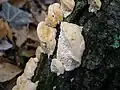 plstnatec tlustoostný
