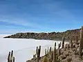 Ostrov Pescado v Salar de Uyuni