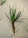 Isoetes lacustris - detail celé rostliny