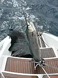 Ulovený jedinec v indopacifickém oceáně